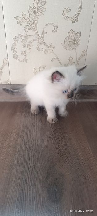 Продам котят домашних