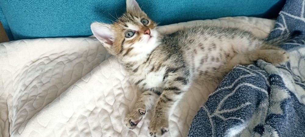 Котенок в добрые руки