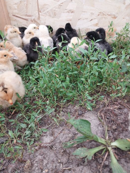 Продам цеплят брама