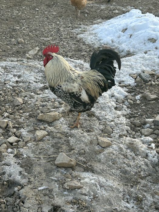 Cocosi de vanzare 2025