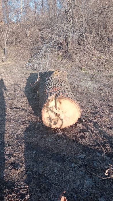 Многолетний Дуб!!!