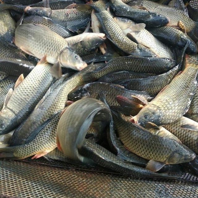 Sazan baliq tirik dastafka bor