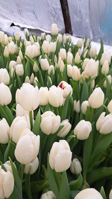 Тюльпаны из теплицы