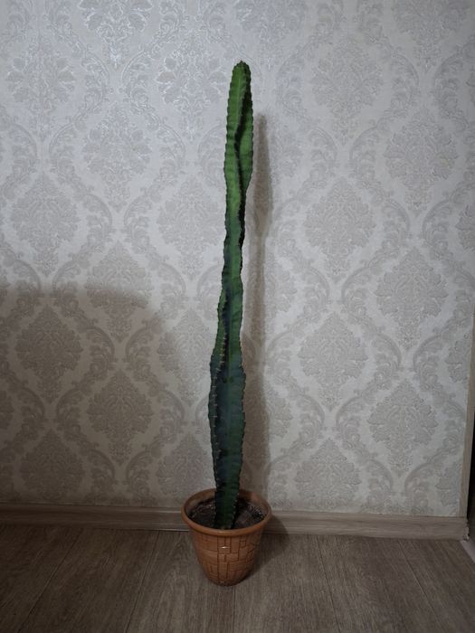 Продаю кактус...