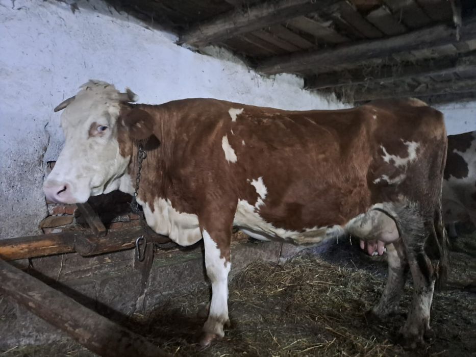 Vând 5 vaci cu lapte