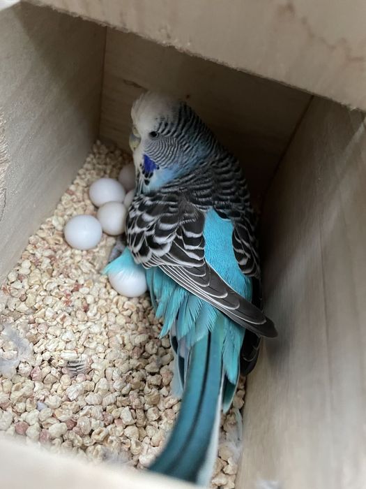 Волнистые попугаи и кореллы