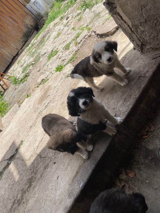 donez caini 4 pui