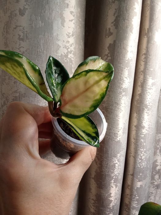 Хойи разных сортов , черенки