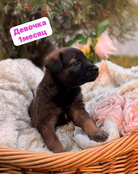 Девочка собачка отдаем в добрые руки