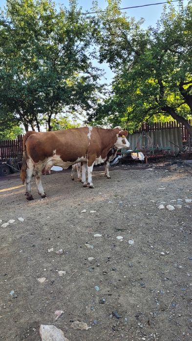 Vaca tanara gestanta  cu tot cu vitea la pachet
