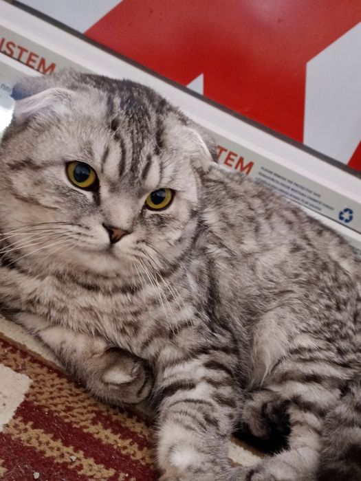 Skotish fold 1 yosh toza mushuk