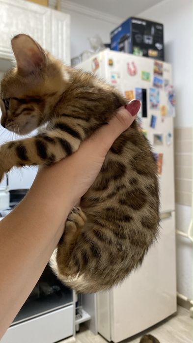 Продаются бенгальские котята