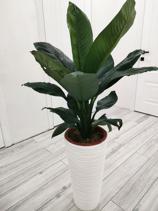 Цветы, растения. Доставка