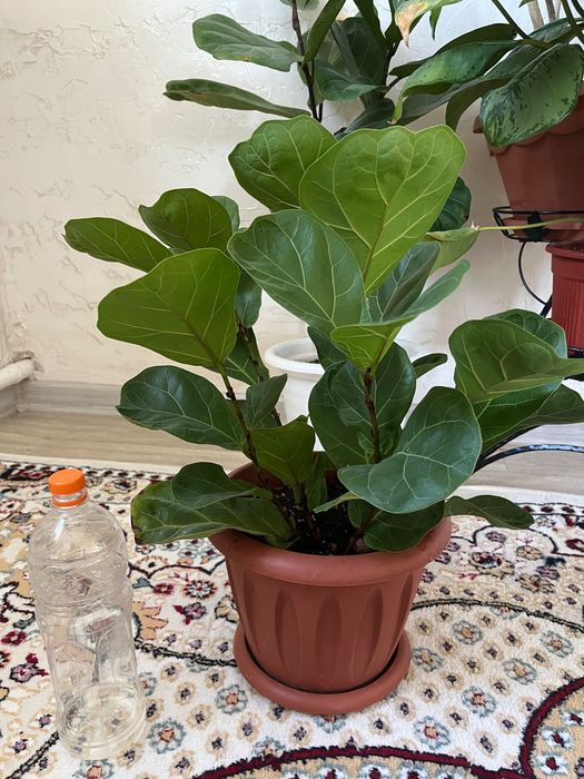 Үй гүлдері барлығы сатылады