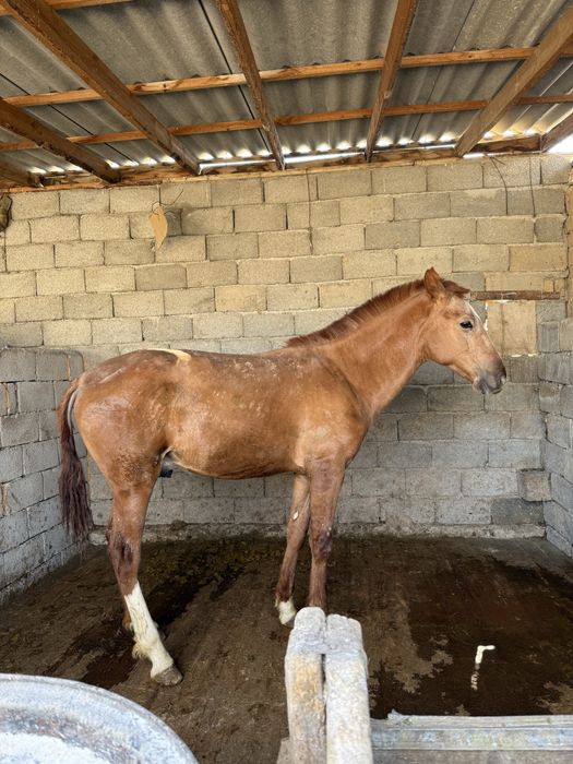 Жабағы тай сатылады