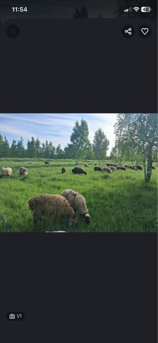 Продам овец, писать