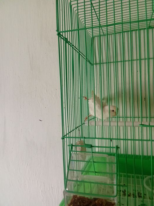 Попугай волнистый белый