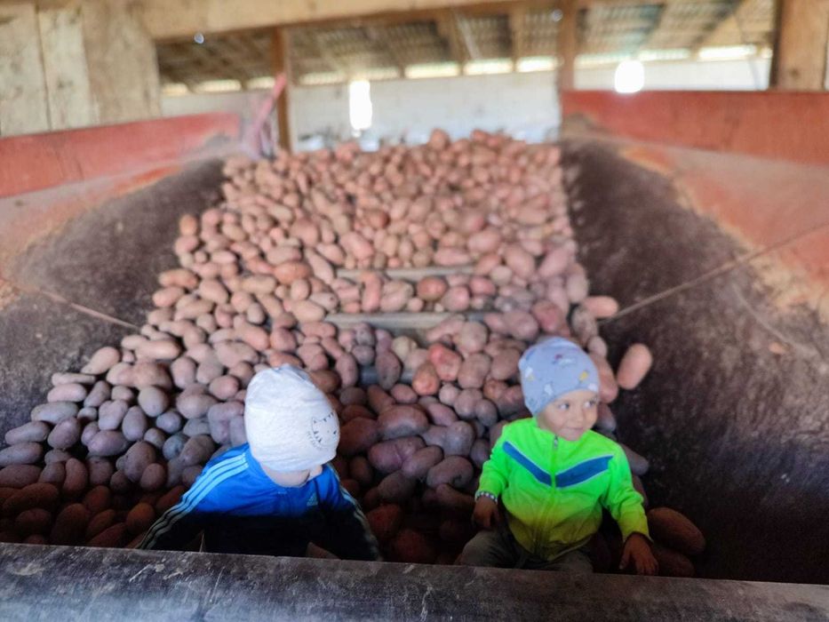 Cartofi de consum rosu si alb