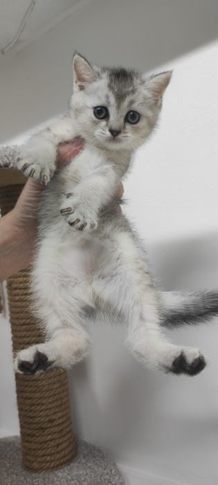 коШечкИ ШотЛандСкиЕ