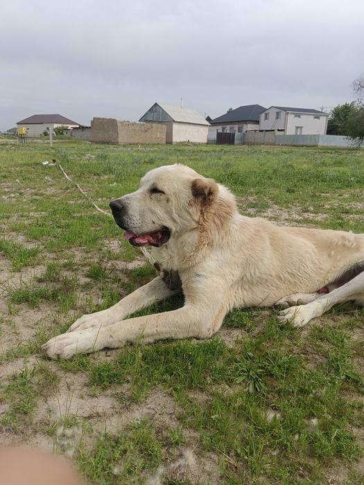Продается собака алабай