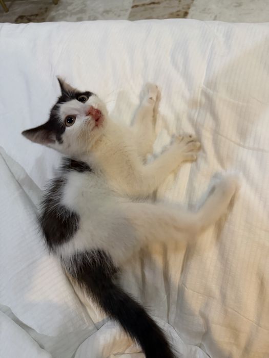 Отдам котенка в добрые руки