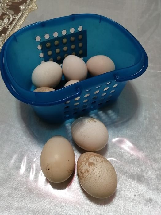 Павлины Индийские и Белые пары