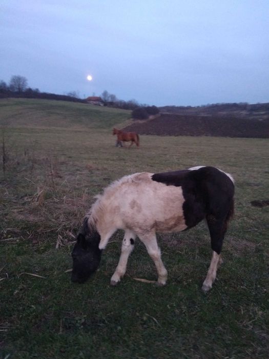 Vand 2 manze de 1 an jum si de 8 luni Calea mare nr 27,pret 2200 euro