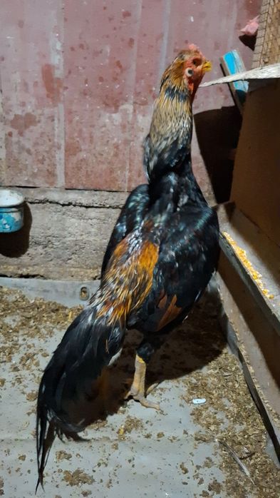 Бойцов, дакан. Шамо