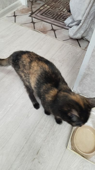 Трёхцветная кошечка ищет хозяев