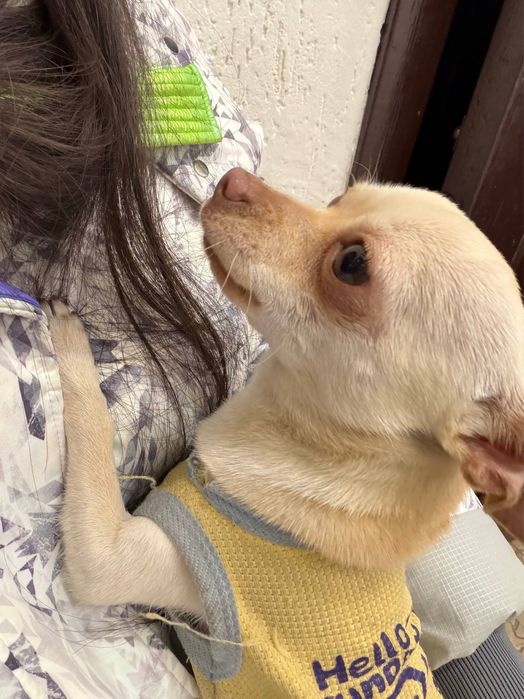 Потерялась чихуахуа!!