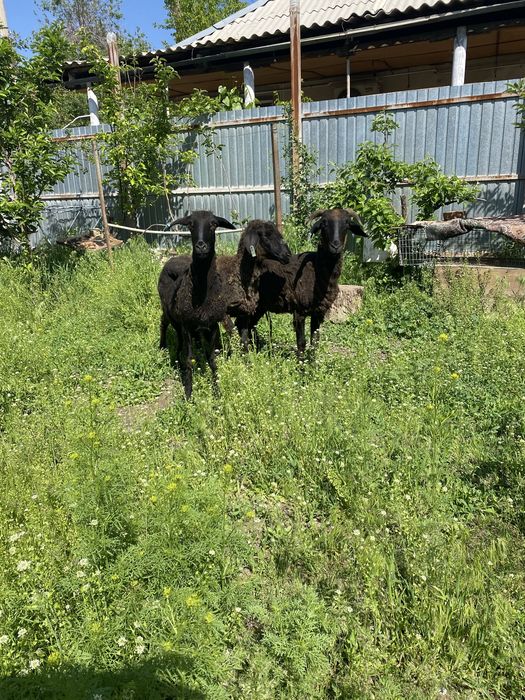 Семіз тұсақ қойлар