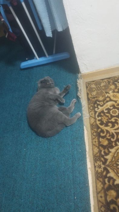 Продам кошку в хорошие руки