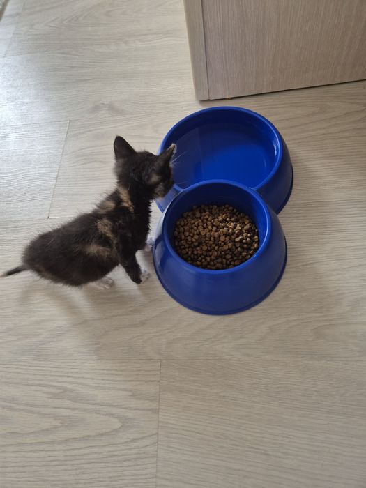 Котенок-девочка в добрые руки