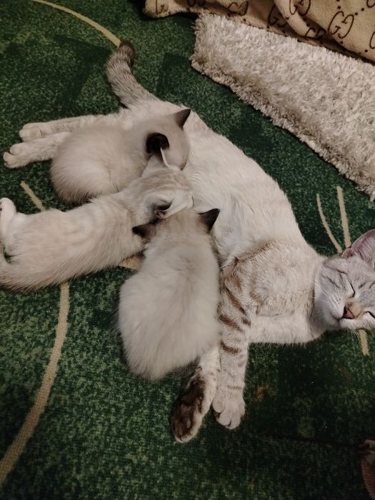 Породистые котята без документов.