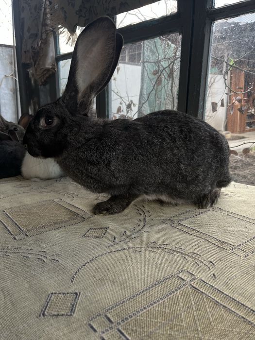 Продам кроликов