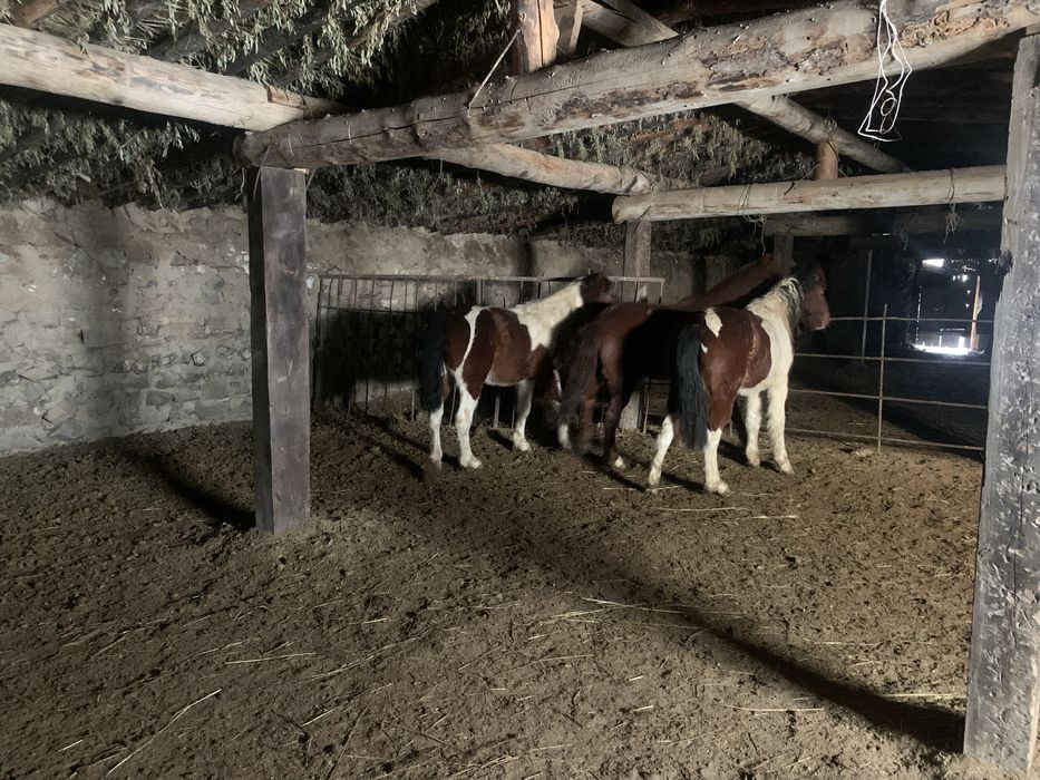 1,5 жасар тайлар