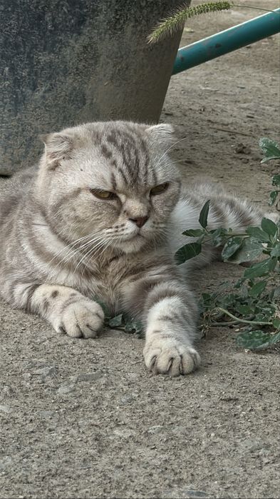 Продается котята скотиш флод вислоуха