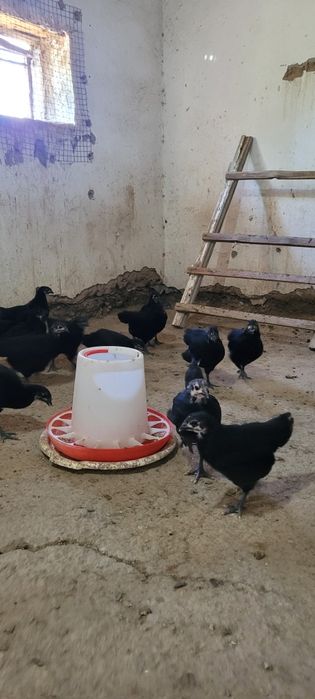 Австролорп румыния