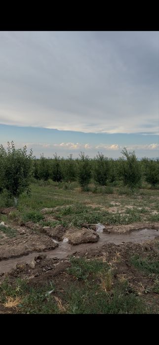 Яблоневый сад 5 га