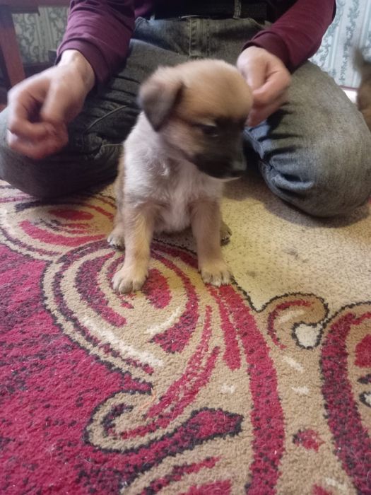 Отдадим щенков в хорошие руки