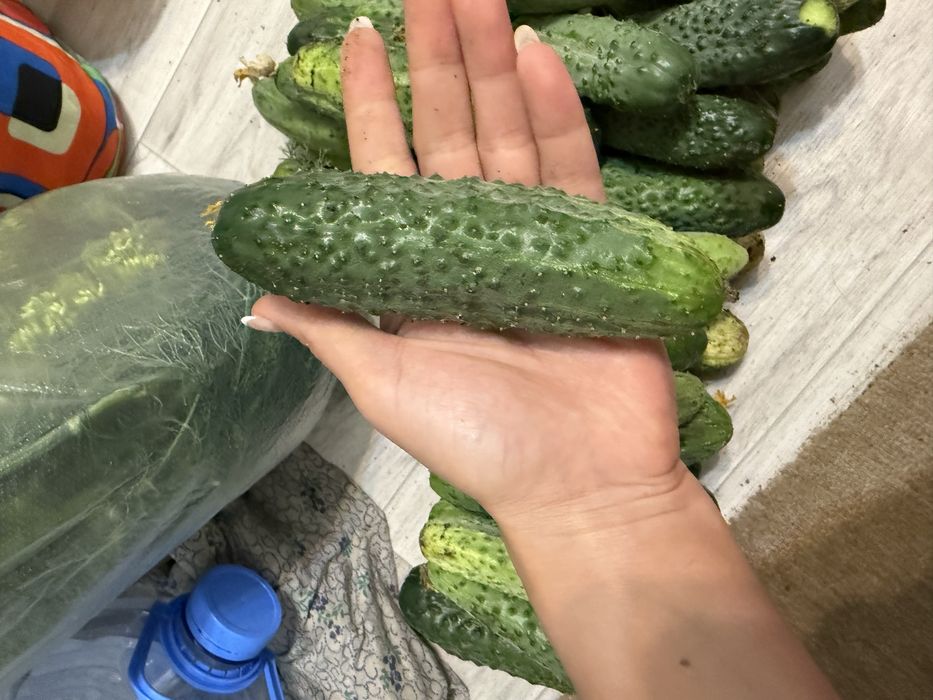 Продаю Огурцы дачные