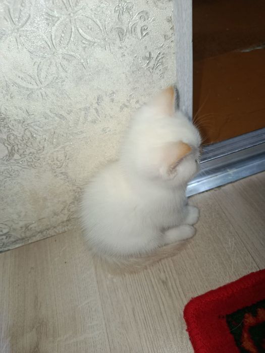 Mushuk bolalari Sotiladi
