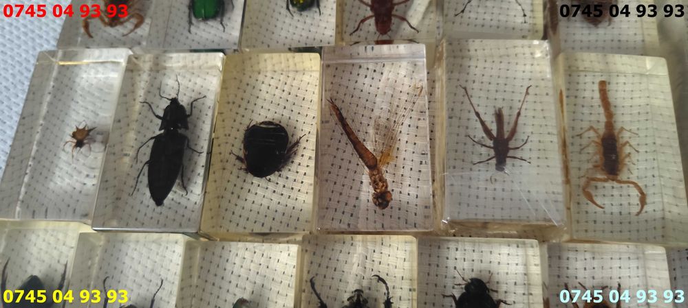 insecte seria Deagostini pret pe bucata