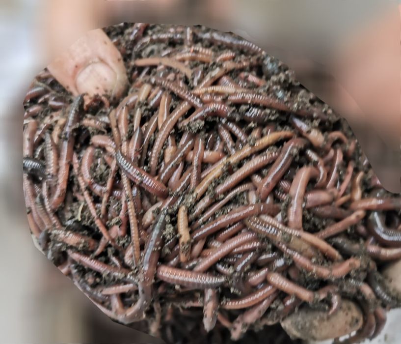 Momeală vie pentru pescuit–Râme roșii,Canadiene/Tulcea Negre,Lipitori