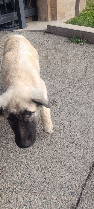 Найден щенок девочка