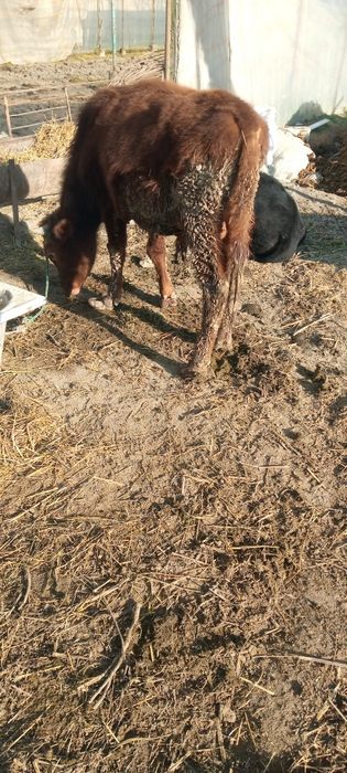 Бука сотилади уйни моли