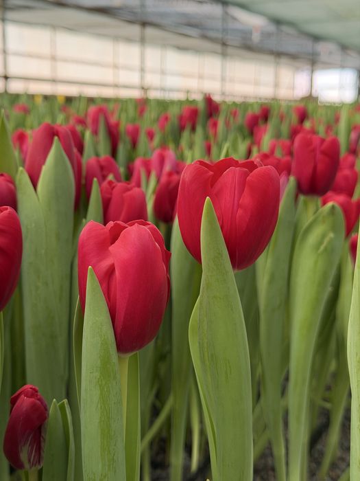 Тюльпаны гиганты 2026