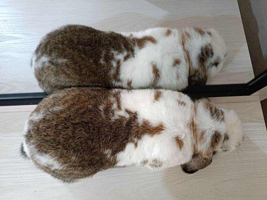 Карлик баран  karlik baran