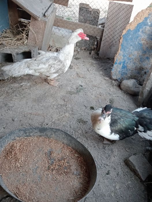 Продам индаутка селезень