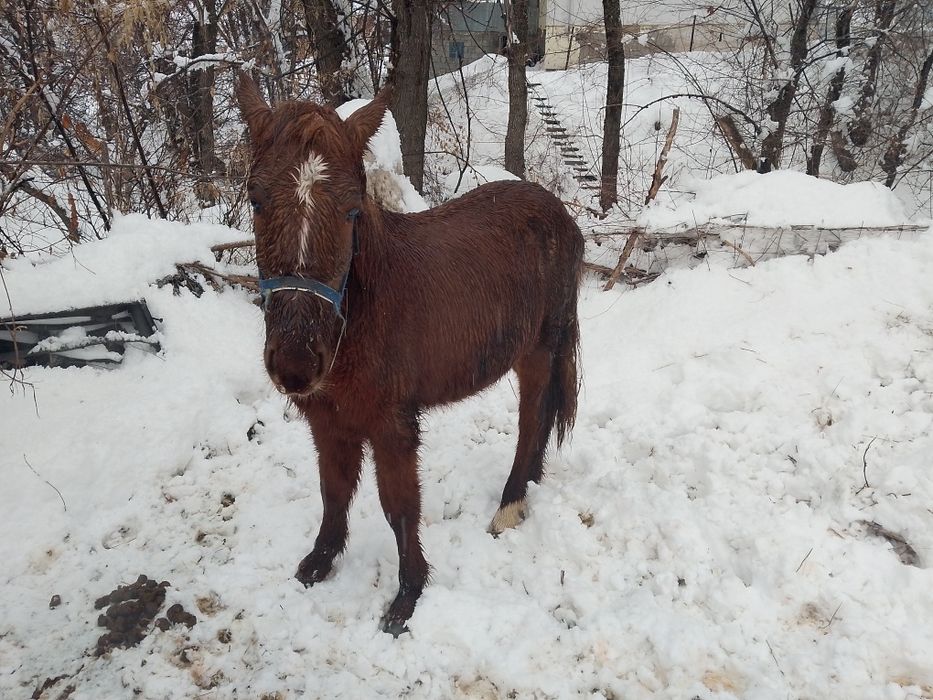 Продам тачка годовалый жеребчик